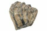Partial Southern Mammoth Molar - Hungary #235264-1